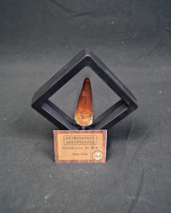 Spinosaurus aegyptiacus