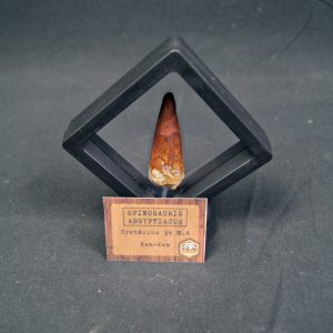 Spinosaurus aegyptiacus