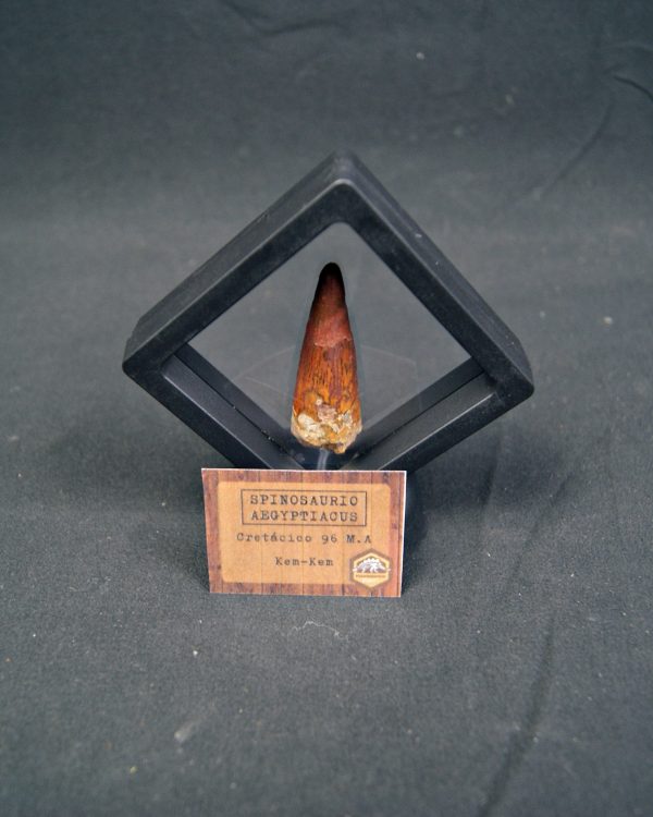 Spinosaurus aegyptiacus