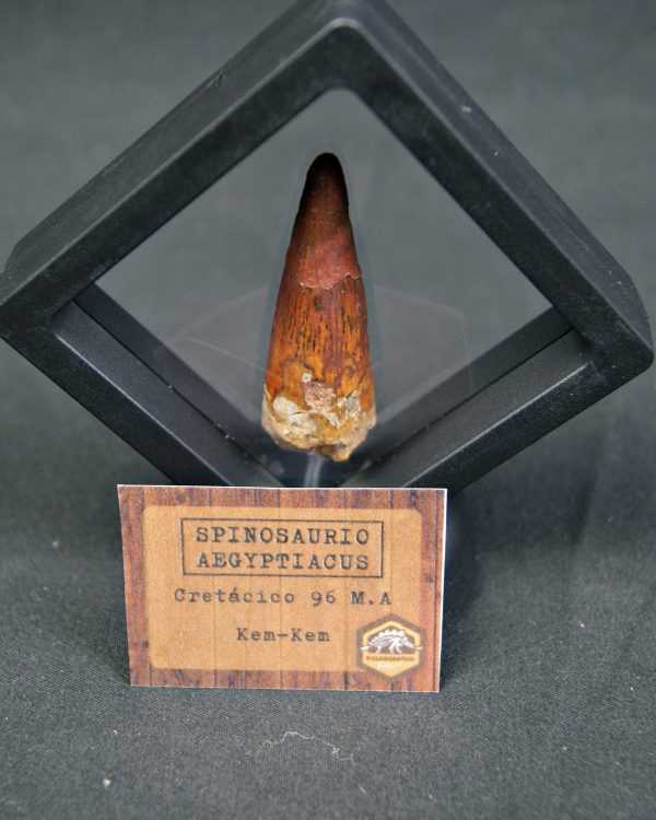 Spinosaurus aegyptiacus