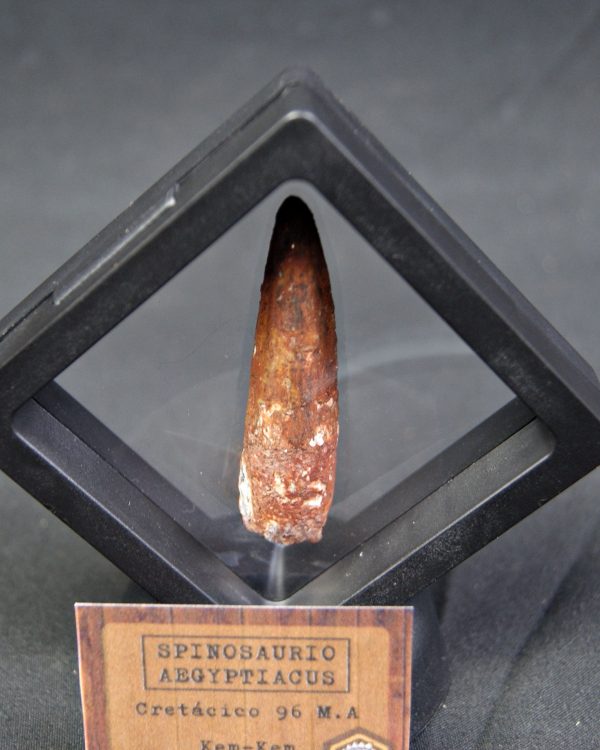 Spinosaurus aegyptiacus