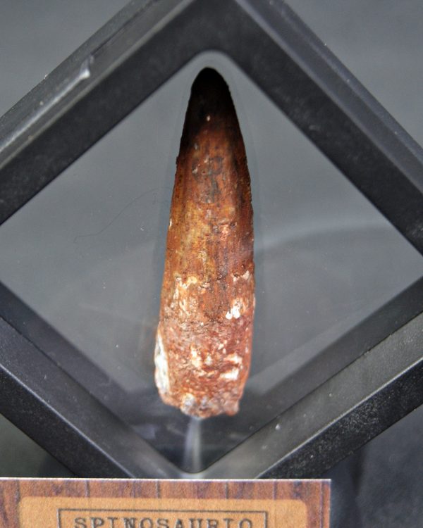 Spinosaurus aegyptiacus