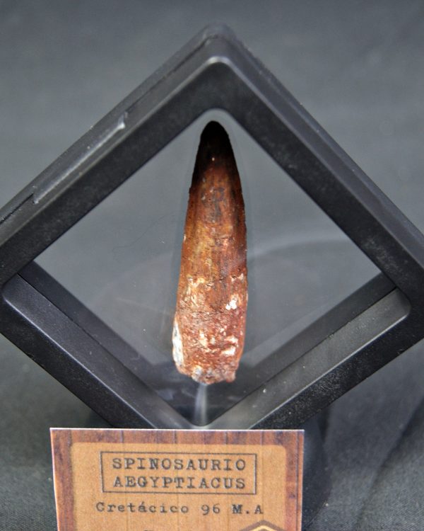 Spinosaurus aegyptiacus