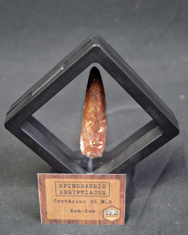 Spinosaurus aegyptiacus