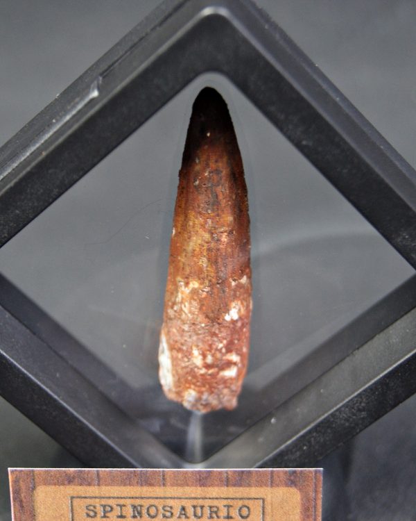 Spinosaurus aegyptiacus