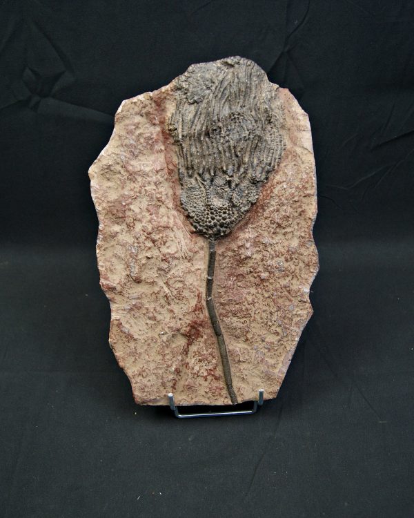 SONY DSC Crinoideo – “Lirio de mar”