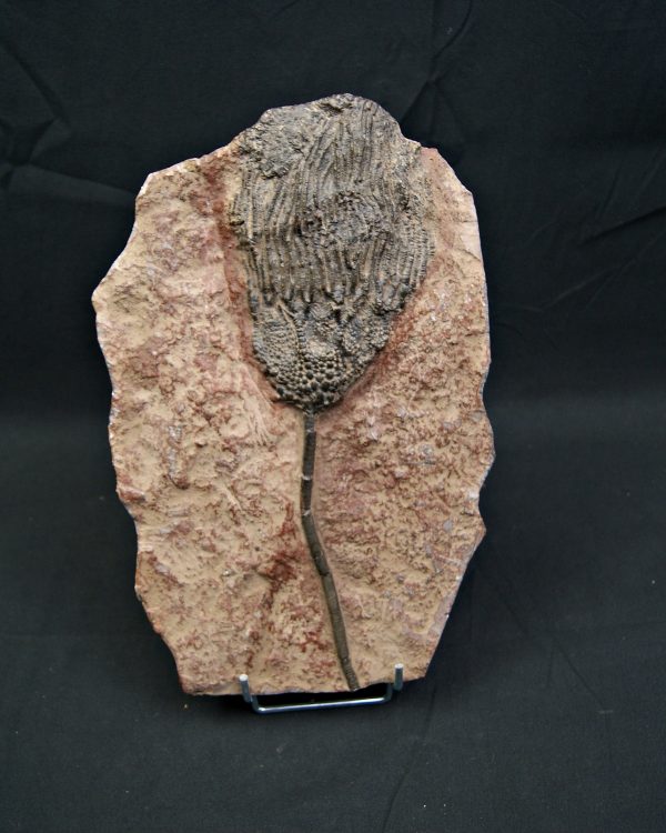 SONY DSC Crinoideo – “Lirio de mar”