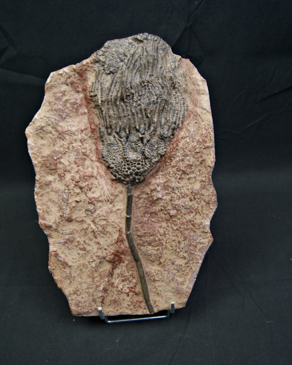 SONY DSC Crinoideo – “Lirio de mar”