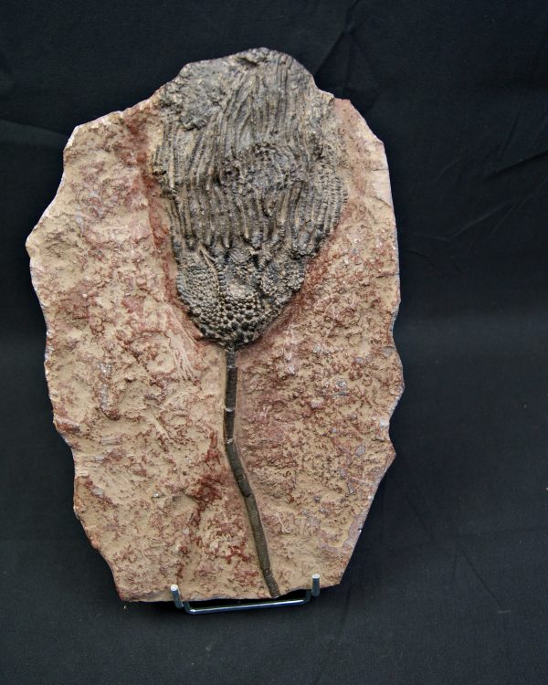 SONY DSC Crinoideo – “Lirio de mar”