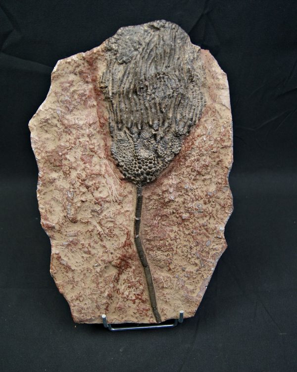 SONY DSC Crinoideo – “Lirio de mar”