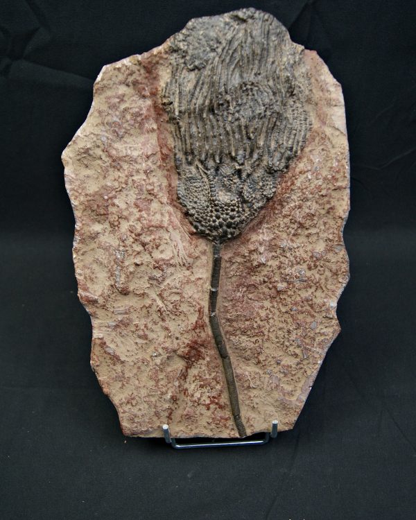 SONY DSC Crinoideo – “Lirio de mar”