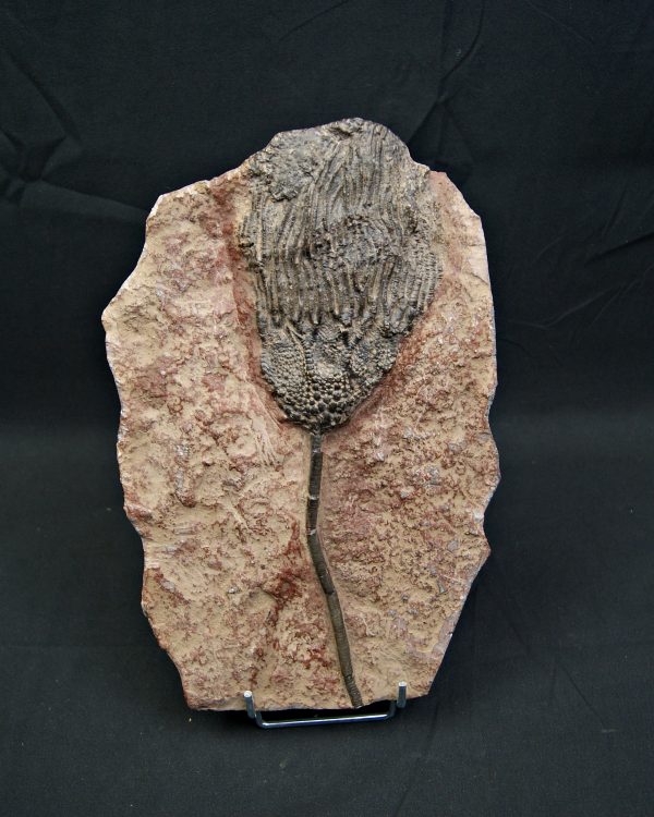 SONY DSC Crinoideo – “Lirio de mar”