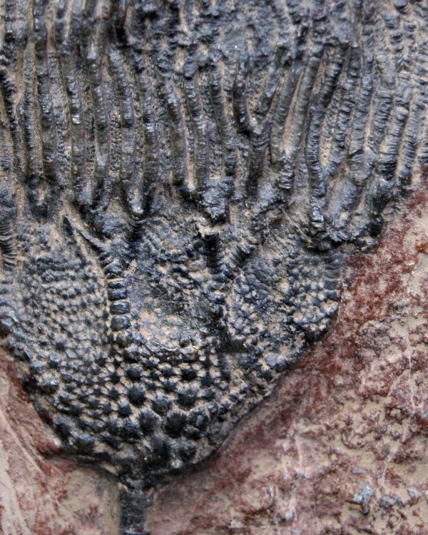 SONY DSC Crinoideo – “Lirio de mar”