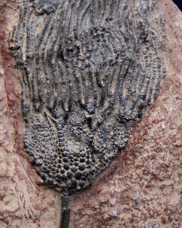 SONY DSC Crinoideo – “Lirio de mar”