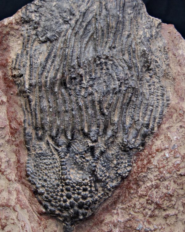 SONY DSC Crinoideo – “Lirio de mar”