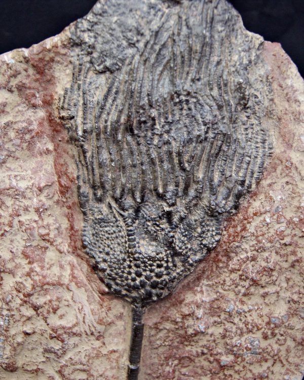 SONY DSC Crinoideo – “Lirio de mar”