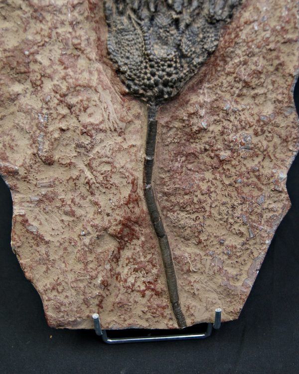 SONY DSC Crinoideo – “Lirio de mar”