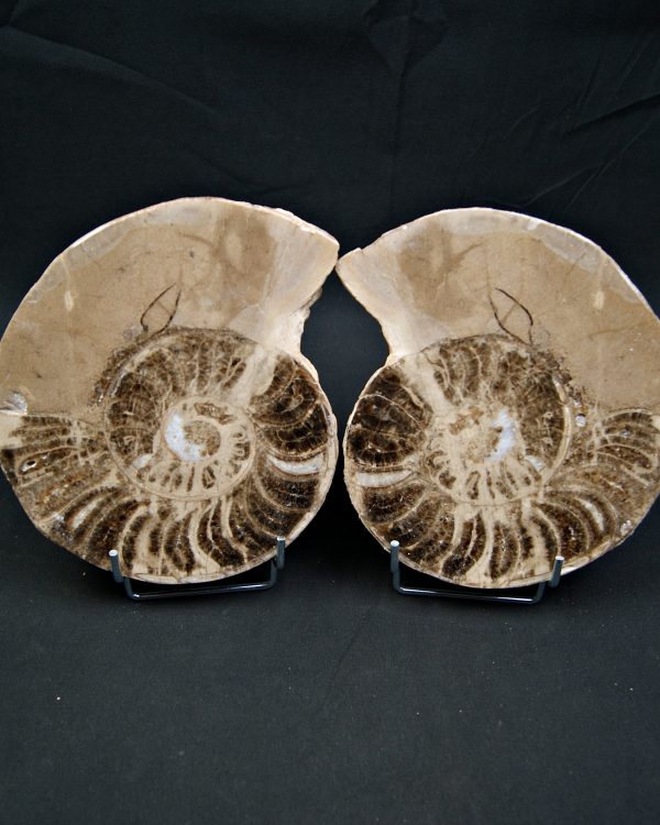 SONY DSC Amonite pulido de gran tamaño