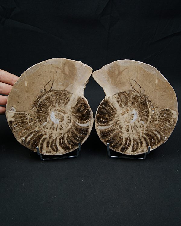 Amonite pulido de gran tamaño