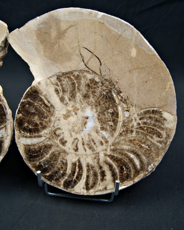 SONY DSC Amonite pulido de gran tamaño