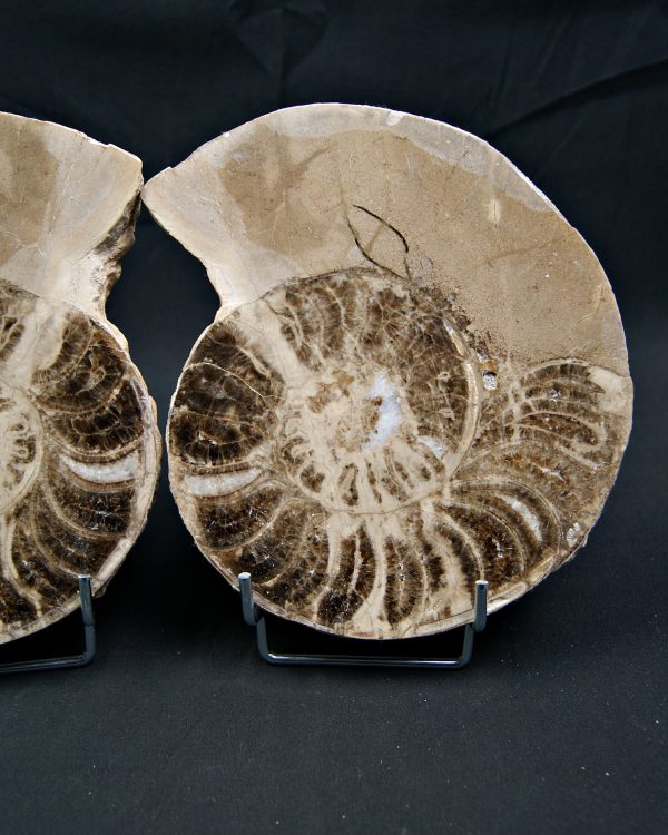 SONY DSC Amonite pulido de gran tamaño