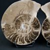 SONY DSC Amonite pulido de gran tamaño