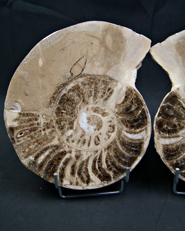 SONY DSC Amonite pulido de gran tamaño