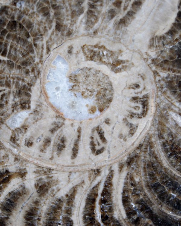 SONY DSC Amonite pulido de gran tamaño