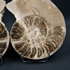 Amonite pulido de gran tamaño