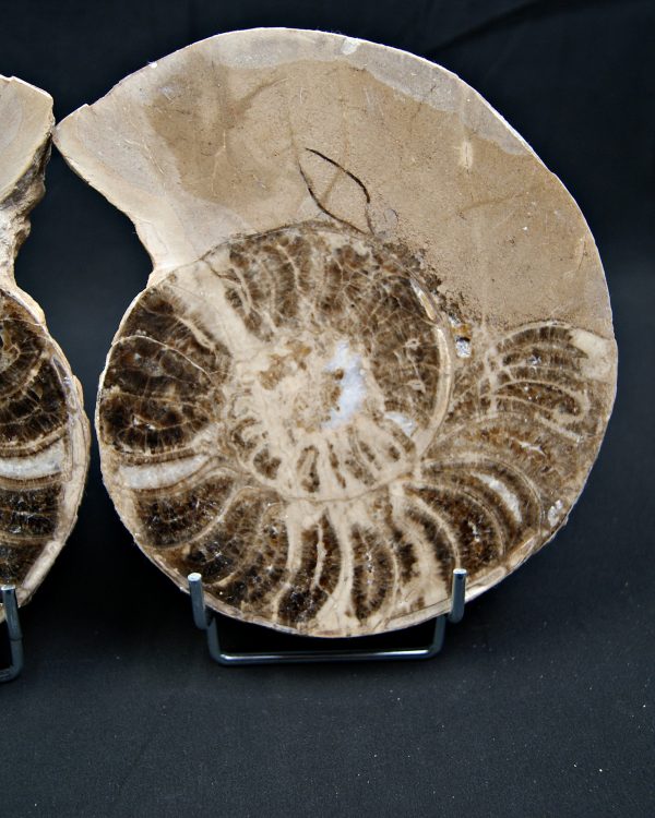 SONY DSC Amonite pulido de gran tamaño