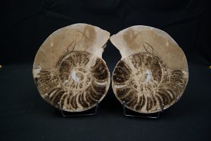 Amonite pulido de gran tamaño