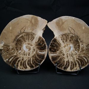 Amonite pulido de gran tamaño