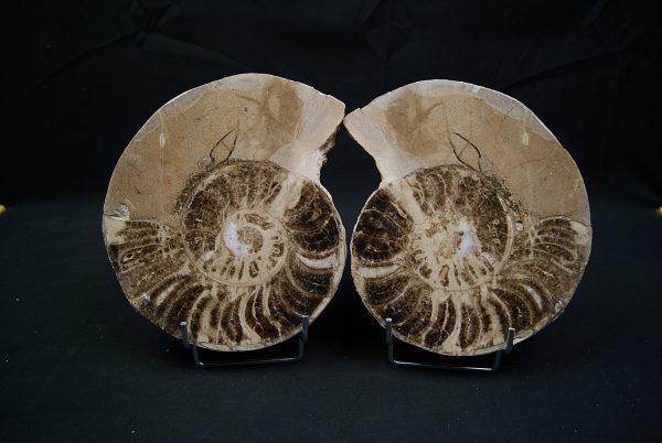 SONY DSC Amonite pulido de gran tamaño