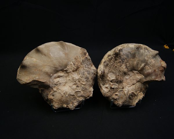 SONY DSC Amonite pulido de gran tamaño