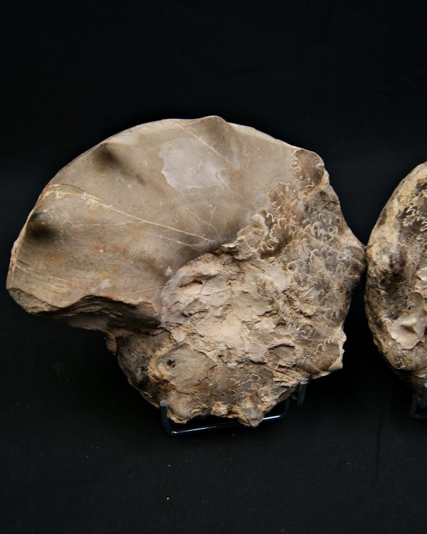 SONY DSC Amonite pulido de gran tamaño