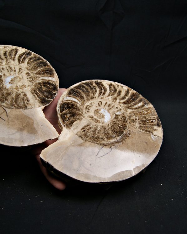 SONY DSC Amonite pulido de gran tamaño