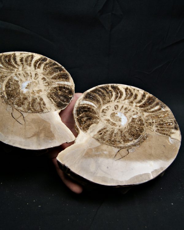 SONY DSC Amonite pulido de gran tamaño