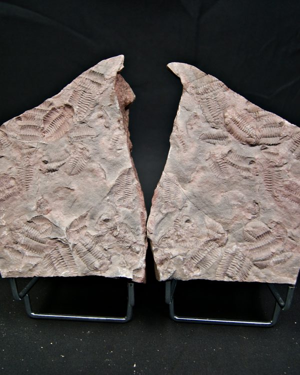 Placa de mortalidad de trilobites