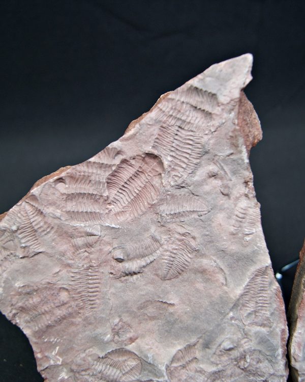 Placa de mortalidad de trilobites