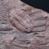 Placa de mortalidad de trilobites