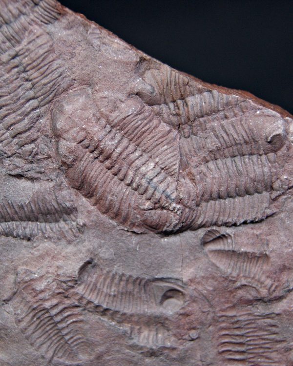 Placa de mortalidad de trilobites