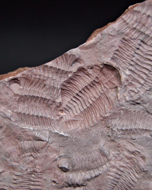 Placa de mortalidad de trilobites