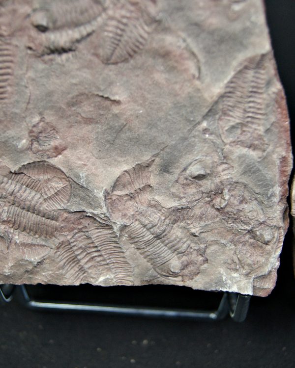 Placa de mortalidad de trilobites
