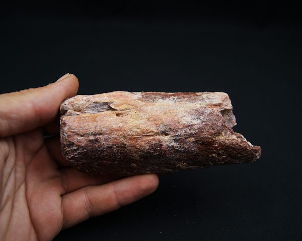 Mandíbula fósil de Spinosaurus