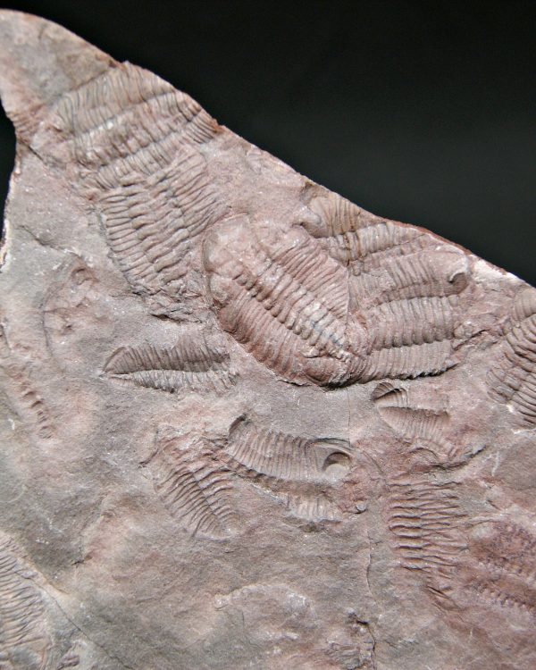 Placa de mortalidad de trilobites