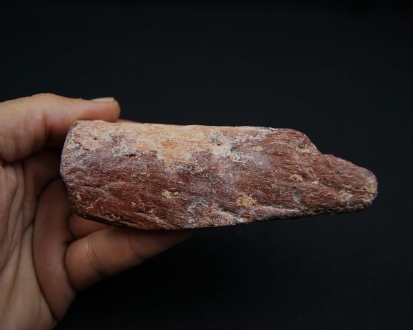 Mandíbula fósil de Spinosaurus