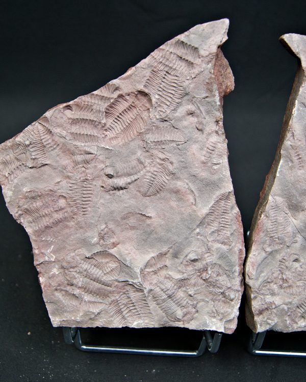 Placa de mortalidad de trilobites