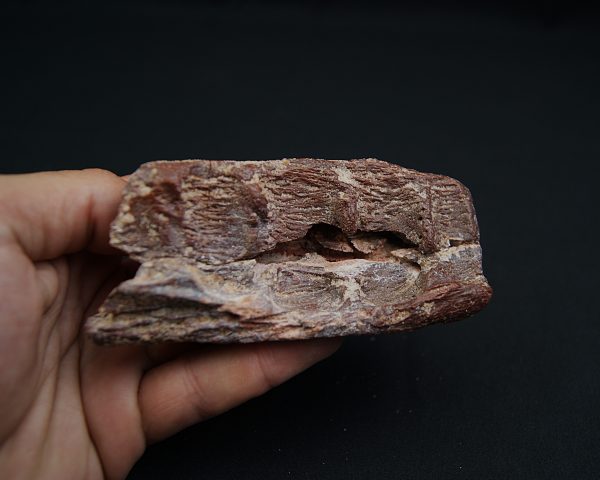 Mandíbula fósil de Spinosaurus