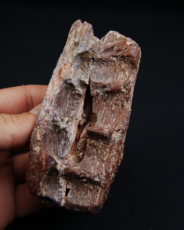 Mandíbula fósil de Spinosaurus