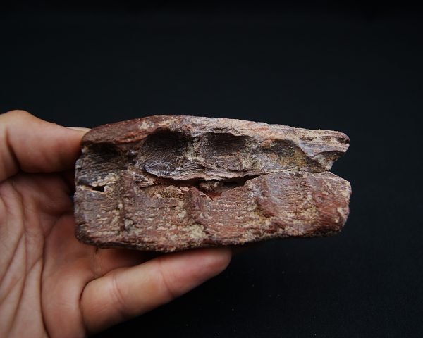 Mandíbula fósil de Spinosaurus